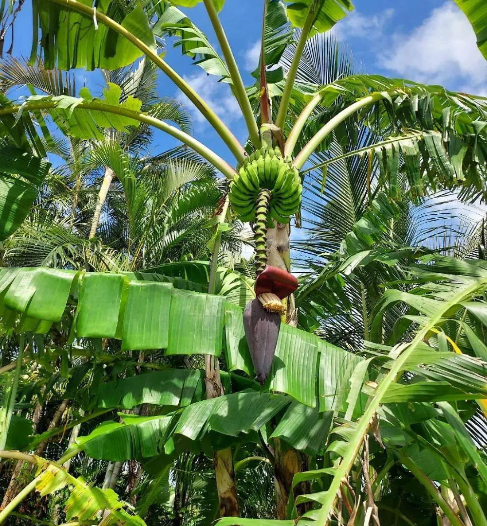 Bed & Breakfast Le Petit Paradis Sainte-Rose Guadeloupe